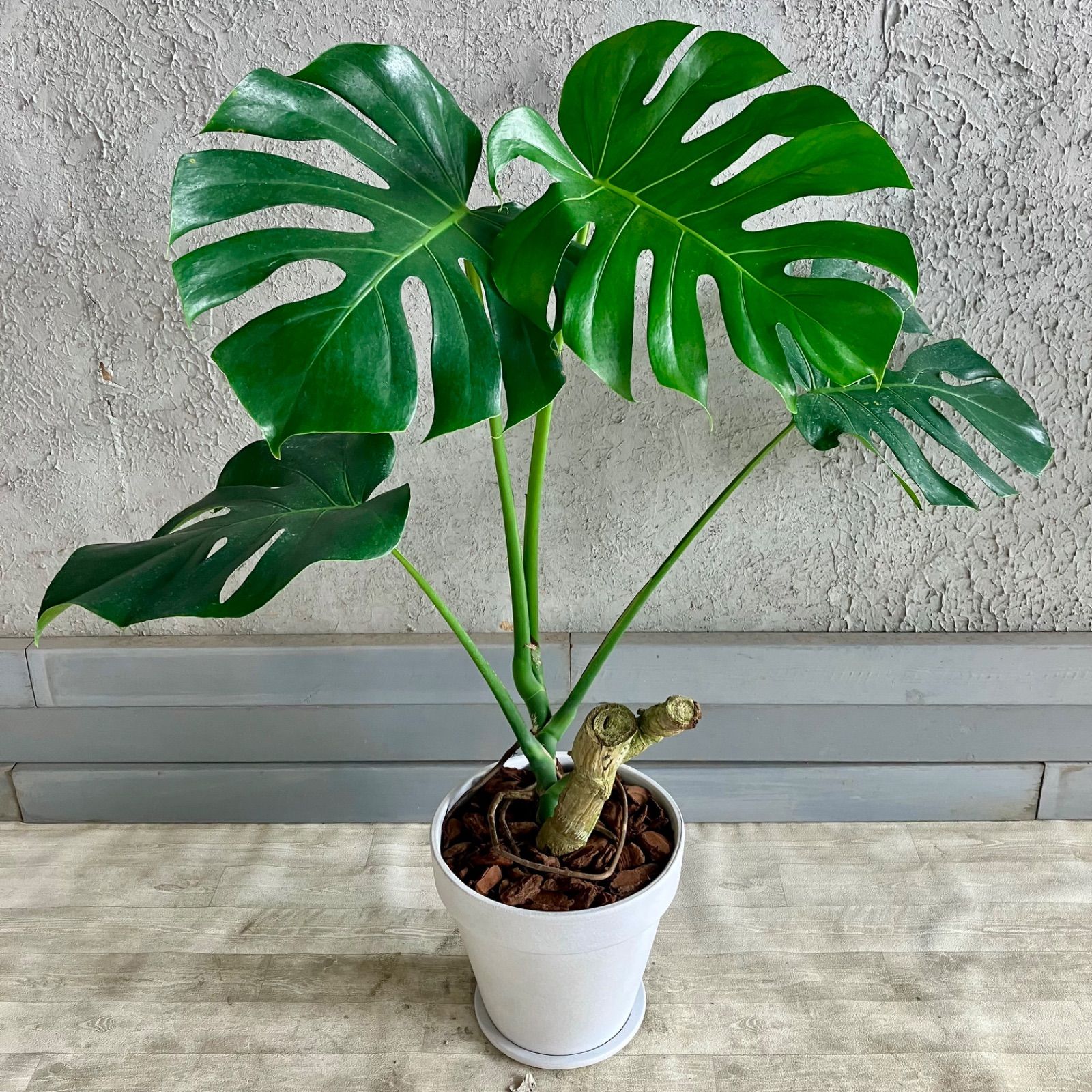 大型　美形　根上がり　モンステラ　デリシオーサ　テラコッタ鉢植え　受け皿付き 大型 美形 根上がり モンステラ デリシオーサ テラコッタ鉢植え 受け皿