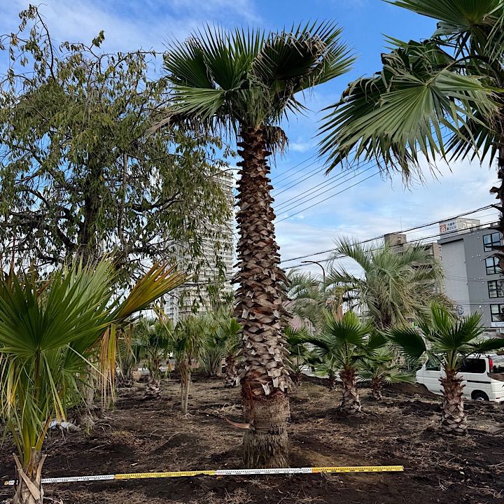 幹太】5m越え ワシントンヤシ - メルカリ