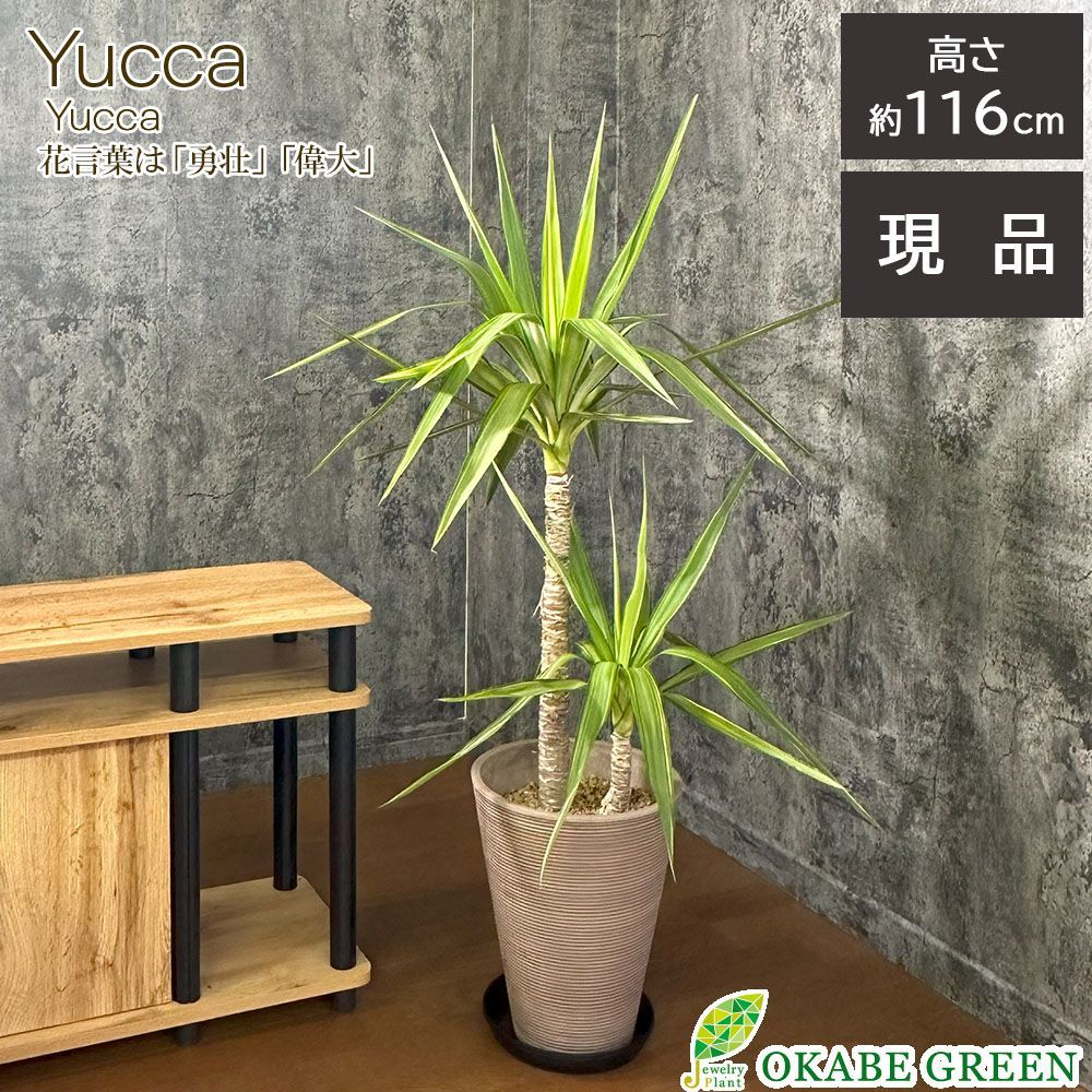 観葉植物 大型 ユッカ 斑入り 8号鉢 【現品】 茶プラスチック鉢
