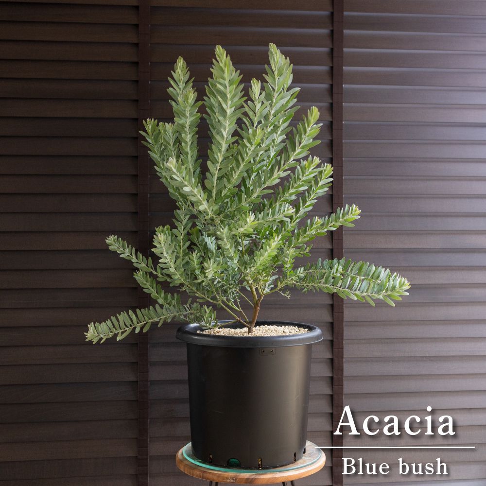 アカシア ブルーブッシュ 9号 Acacia Blue bush オージー