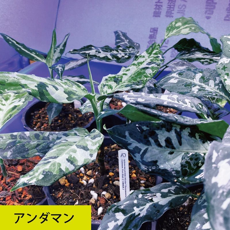 アグラオネマ専用培養土 - メルカリ