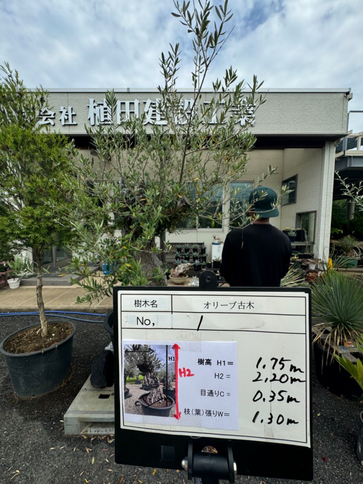 AL1022】ユッカ ロストラータ 在庫整理価格 ユッカ ロストラータ（観葉