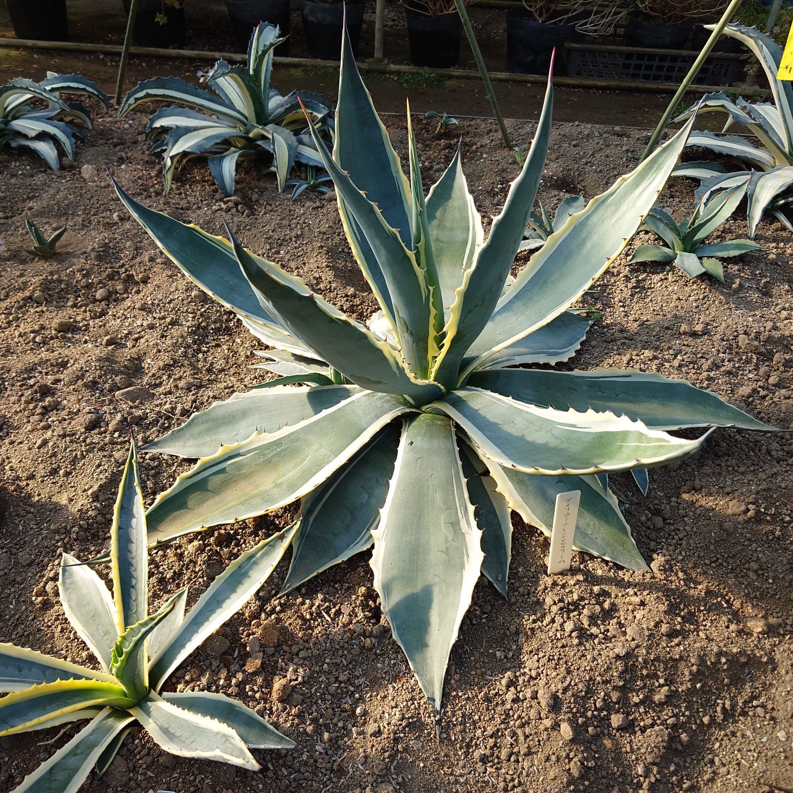アガベ　マシュマロクリーム　約５０ cm 大株　ドライガーデン　アメリカーナ アガベ マシュマロクリーム 約50 cm 大株 ドライガーデン アメリカーナ