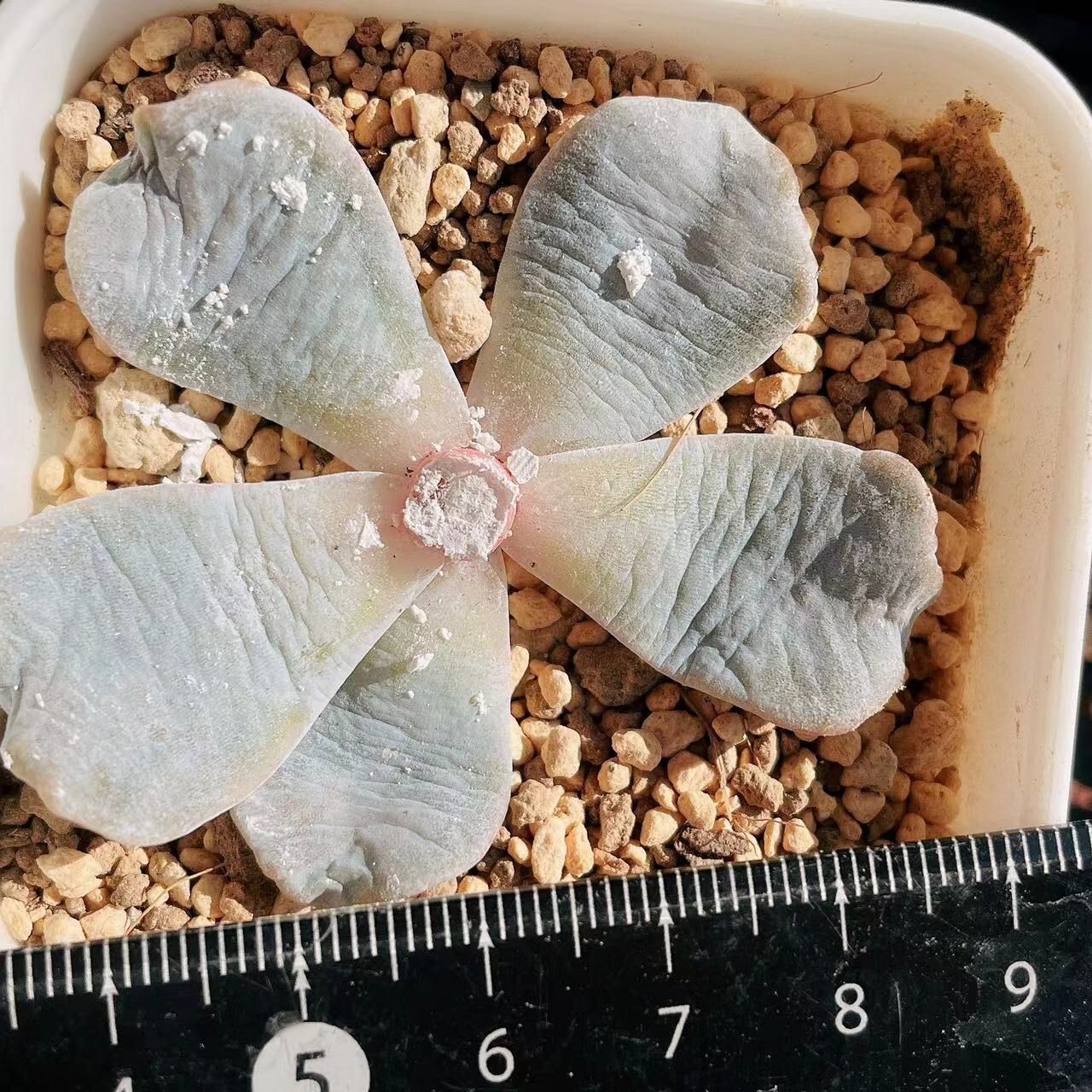 ❤️専用出品❤️✨メルカリ便✨クリスペートビューティー ❤️抜き苗