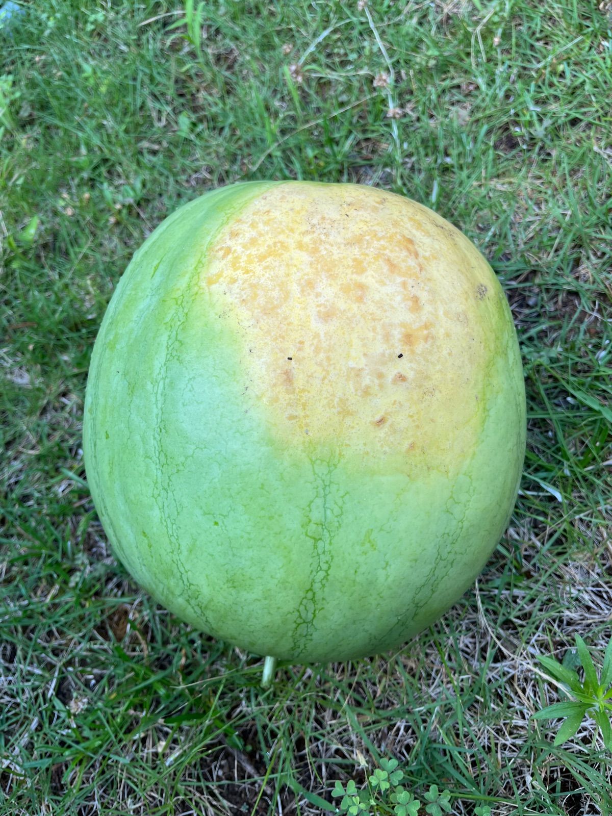 自然栽培野菜 スイカ (大玉・固定種) 畑での肥料・農薬・除草剤