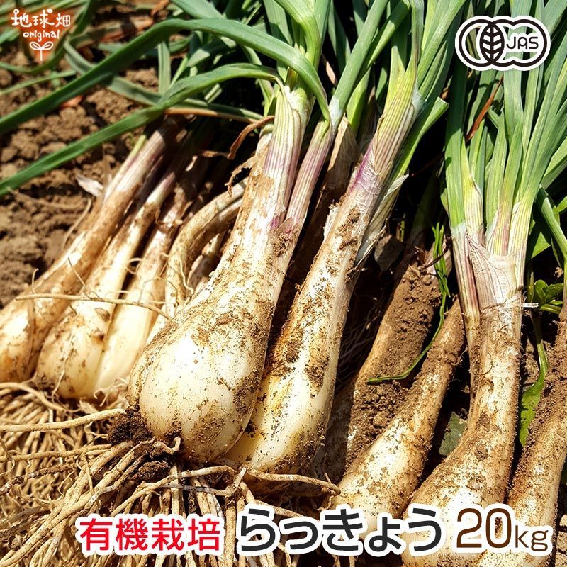 らっきょう 有機栽培 20kg 土付き 鹿児島県産 化学肥料・農薬不使用 国産 JAS認証 大きさおまかせ ラッキョウ 辣韭 冷蔵便 発送期間5月～6月中旬