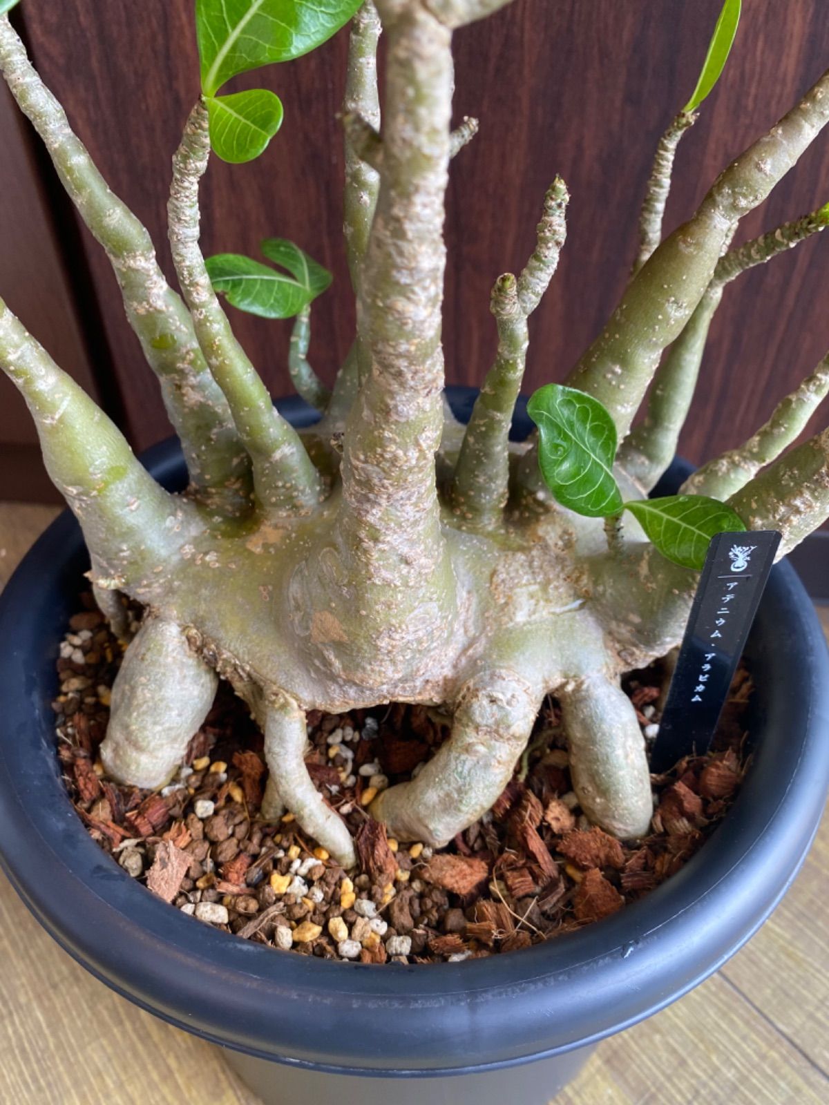 最終値下げ　アデニウム　アラビカム　タコ足　大株　発根済み　植え込み発送 アデニウム・アラビカム タコ足 大株 発根済み ⑧ 【鉢のまま