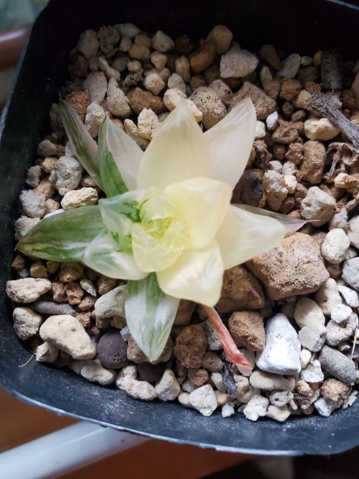 小品盆栽 ミニ盆栽 豆盆栽 鉢 蟹 真柏 黒松 五葉松 楓 紅葉 桜 梅