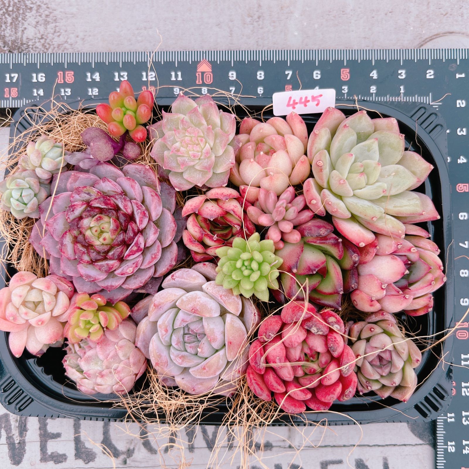 多肉植物 ピンク系寄せ植えset♡445 - メルカリ