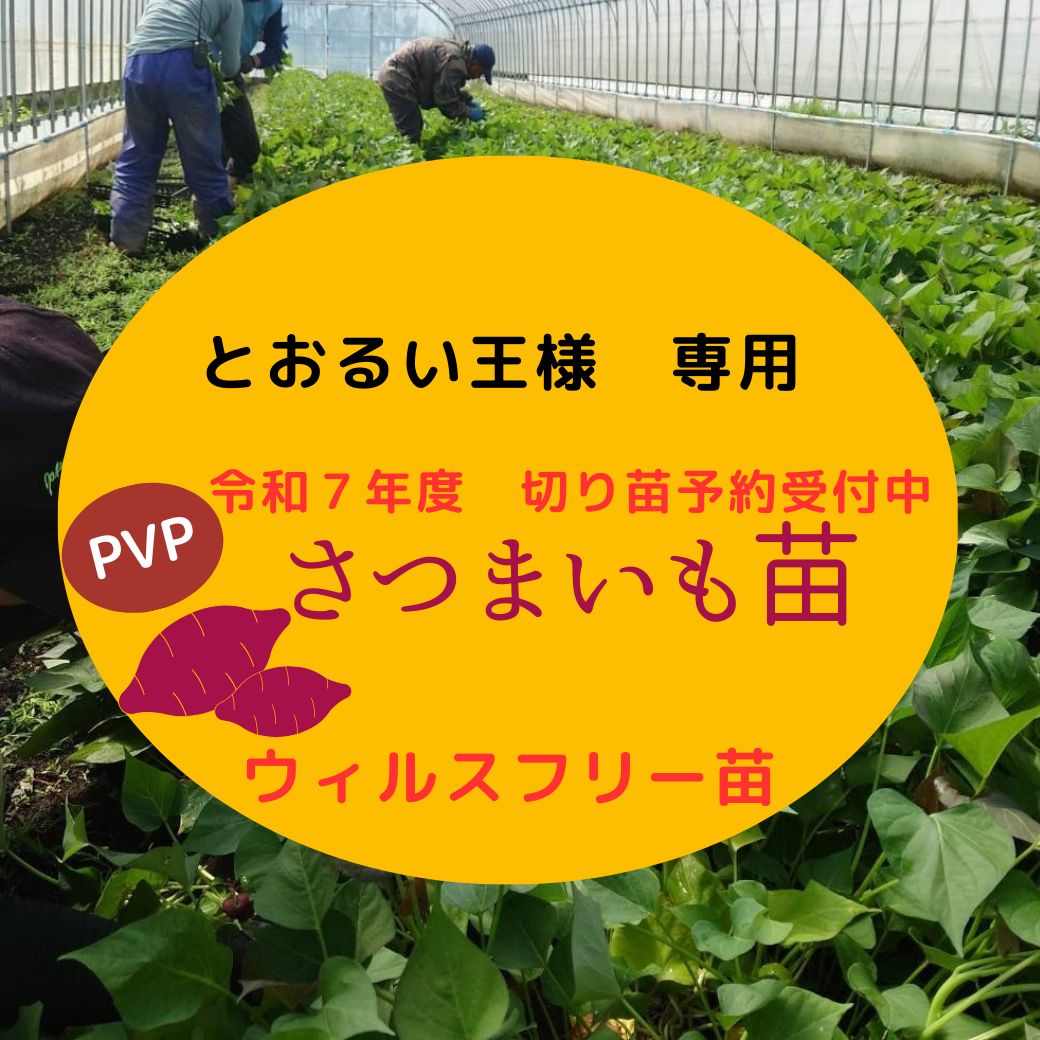 とおるい王様 あまはずき20本 ふくむらさき20本 ゆきこまち20本 べにひなた20本