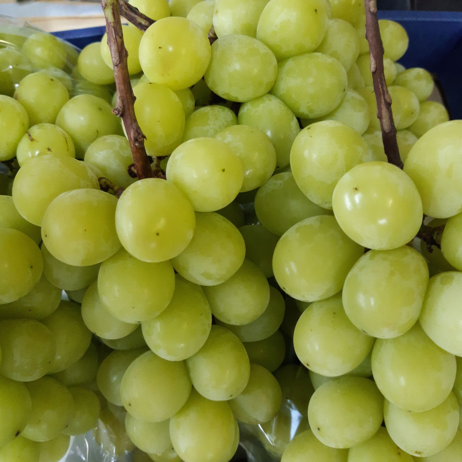 シャインマスカット大粒多め入り11キロパック入りになります。