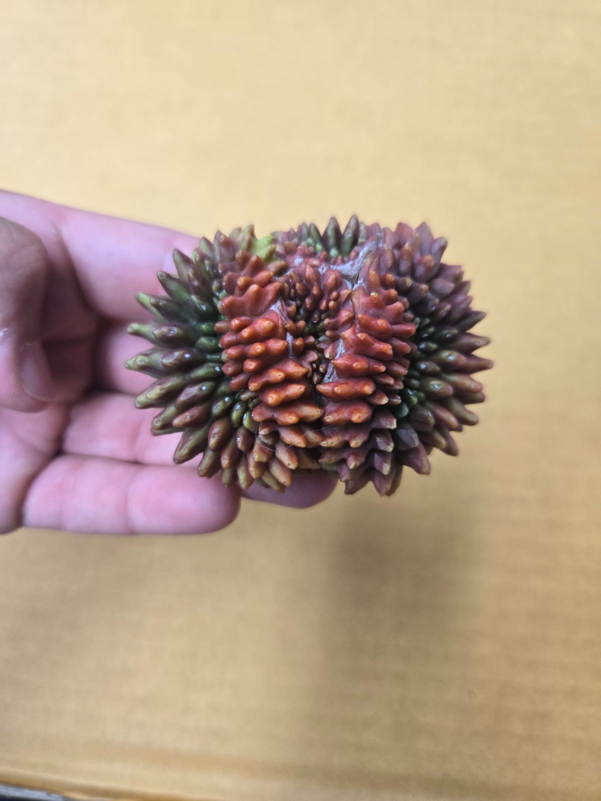 ギムノカリキウム