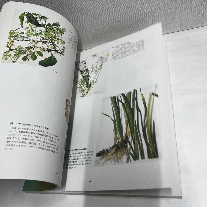 小磯良平 薬用植物図「べにばな」 小磯良平 薬用植物図「べにばな」 小磯良平の描いた薬用植物