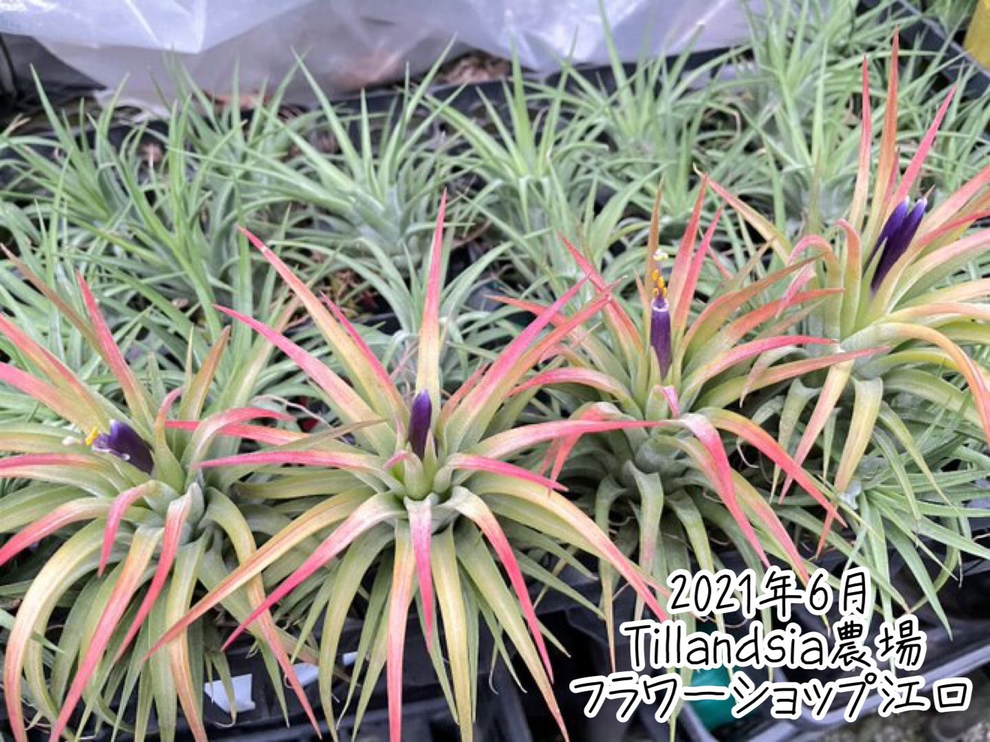 φ8×6]チランジア イオナンタ マキシマ アルビノ Tillandsia ionantha