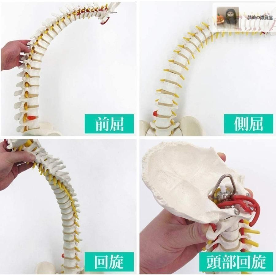 脊椎模型 約90cm Amazon.co.jp: UPstore 実物大 脊髄骨盤模型 90cm 背骨 脊柱模型 1/1