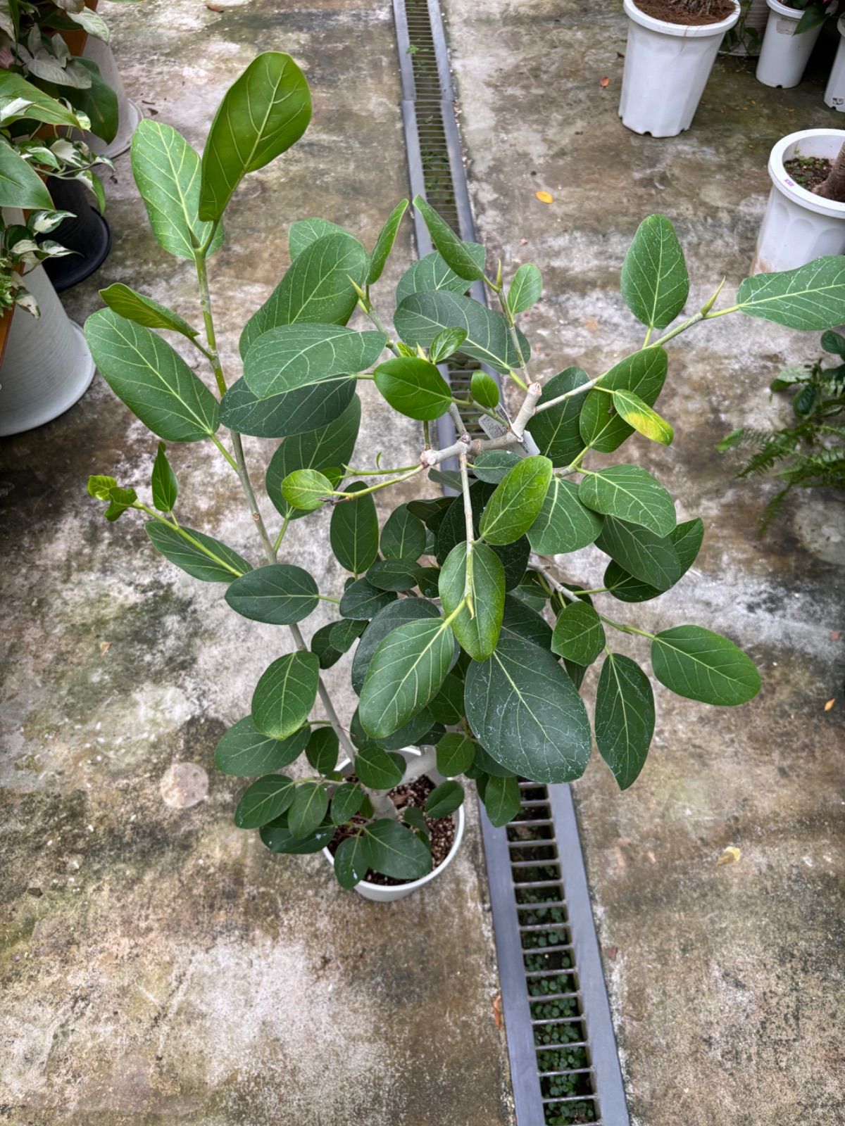 パンダ ガジュマル斑入り 超 挿し木苗 発根済み 3株セット