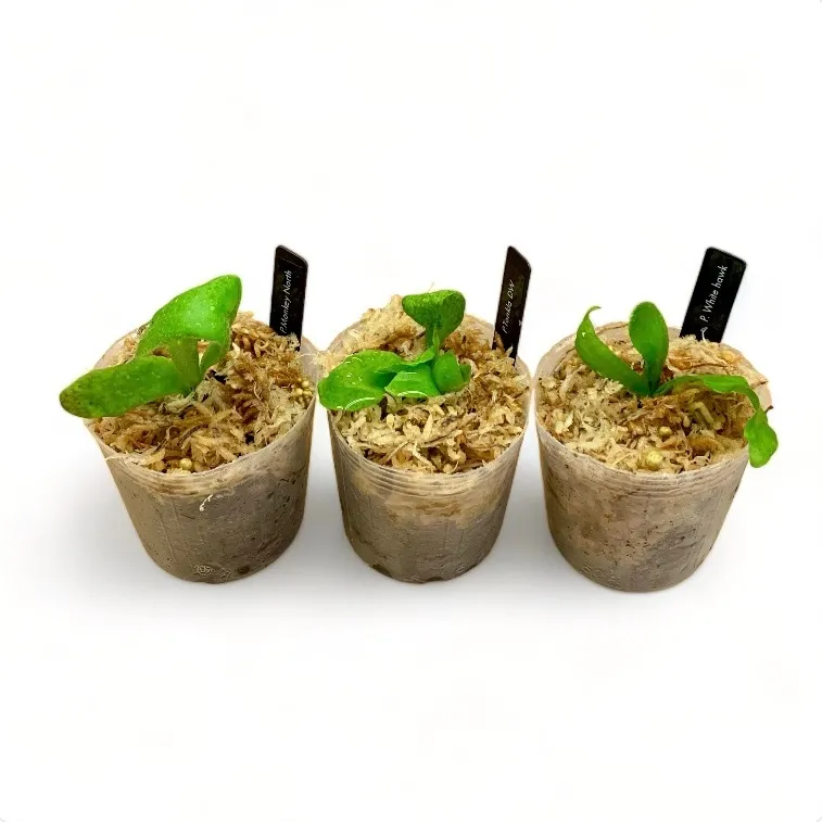 2025年最新】willinckii monkey northの人気アイテム - メルカリ