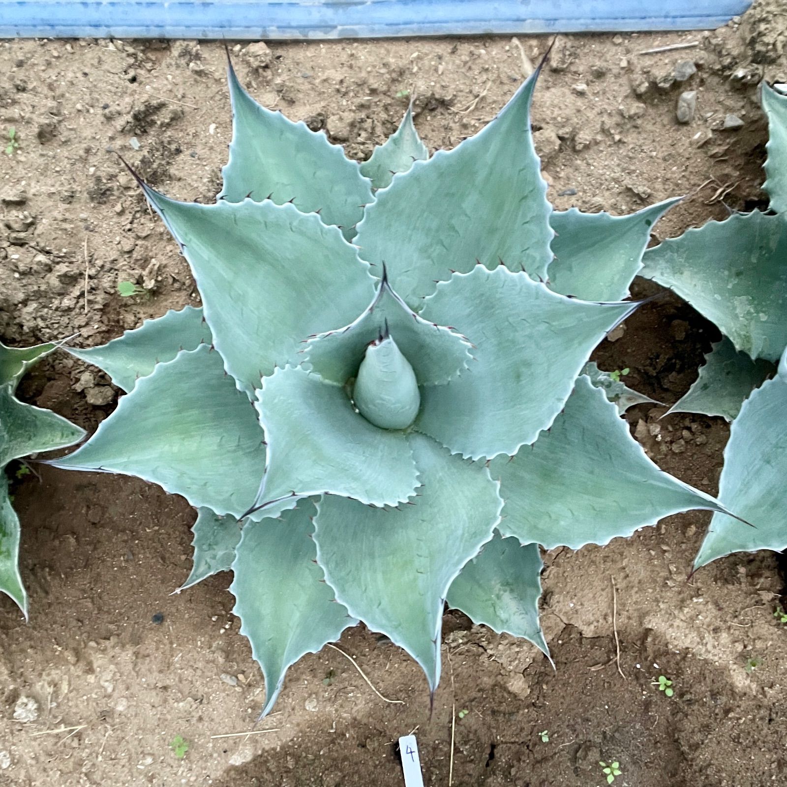 アガベ オバティフォリア ④ アガベ オバティフォリア 実生 アガベ