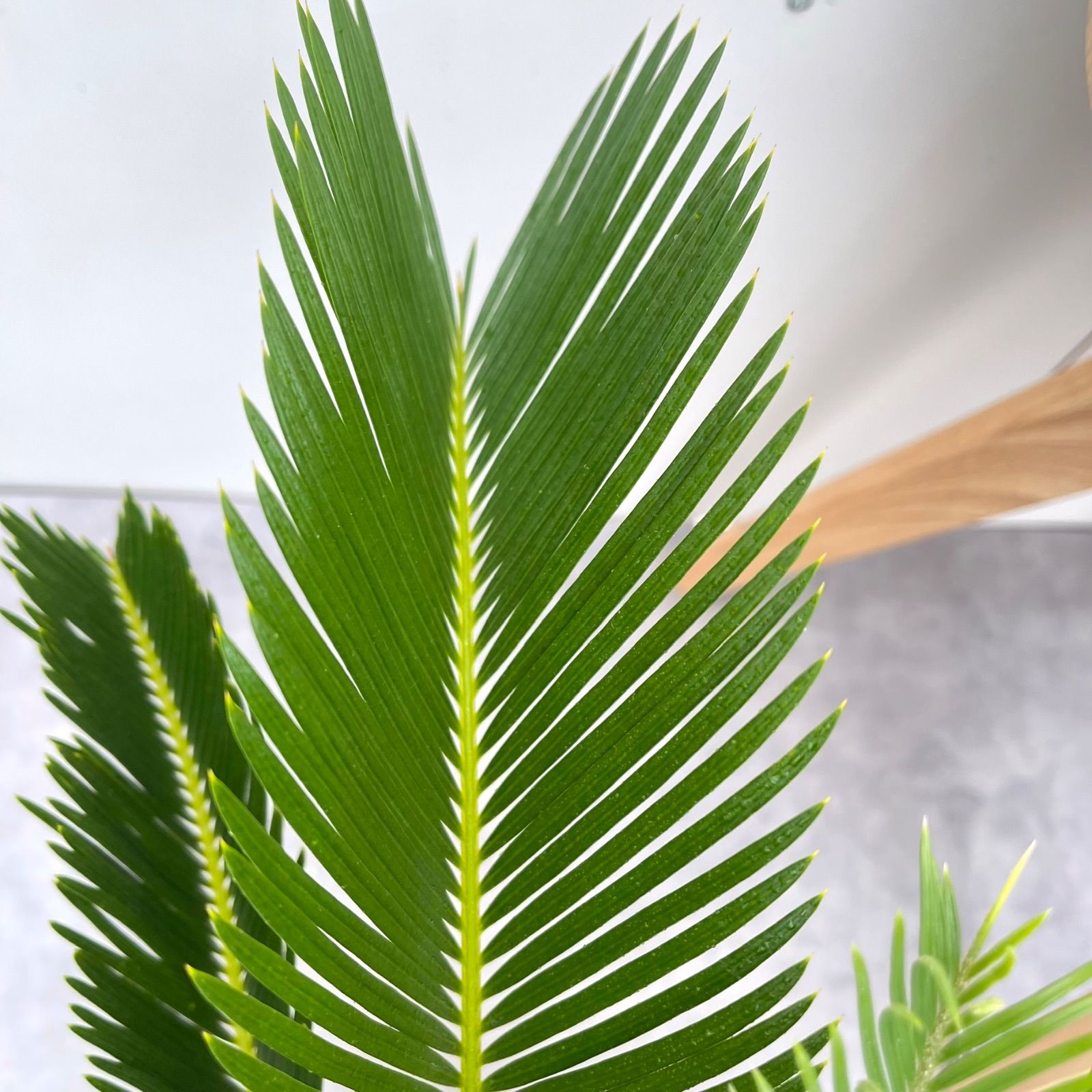 ドライガーデン 観葉植物