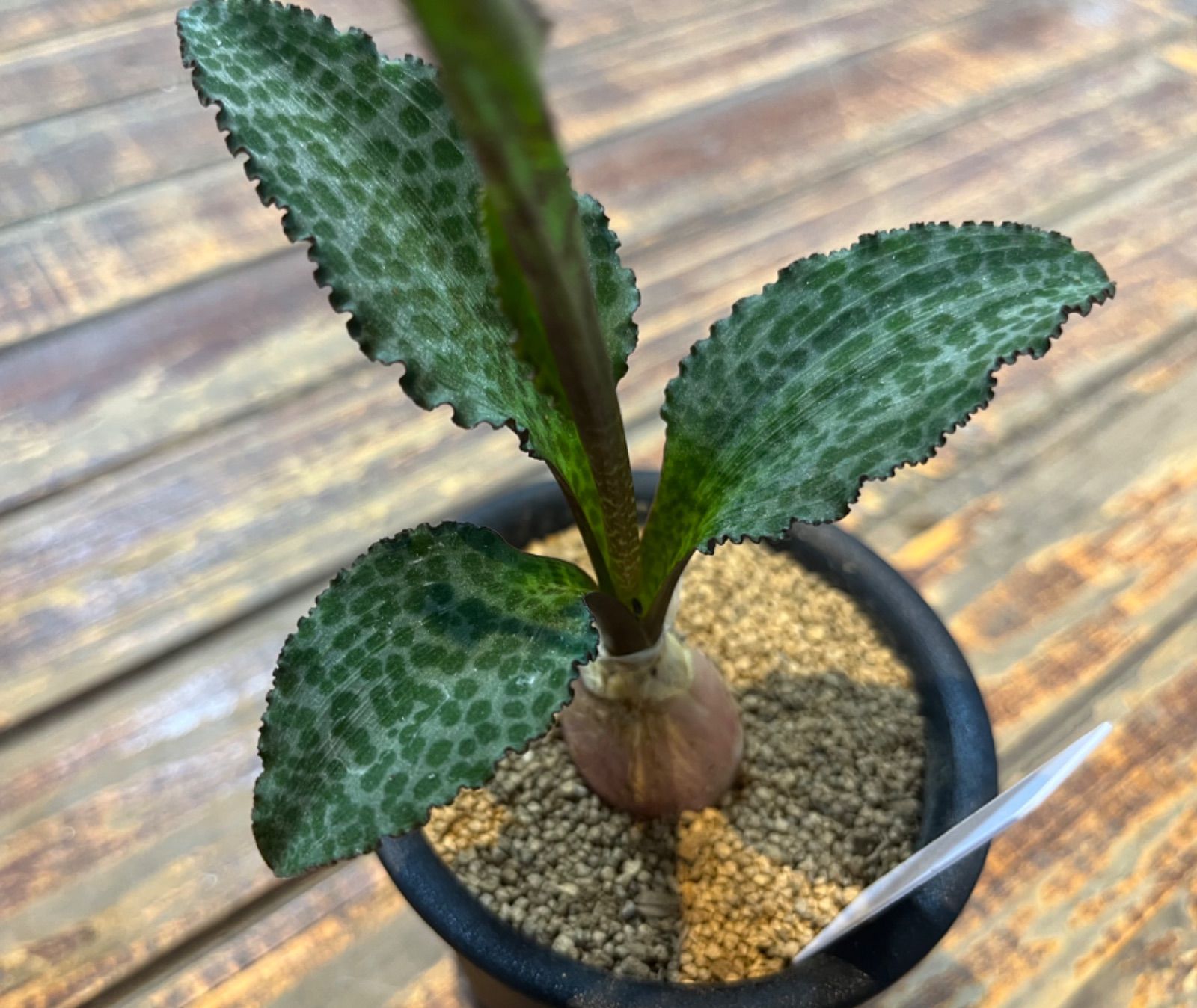 asakombu トリトマ苗 シラーブルーアロー 球根 フリチラリア球根