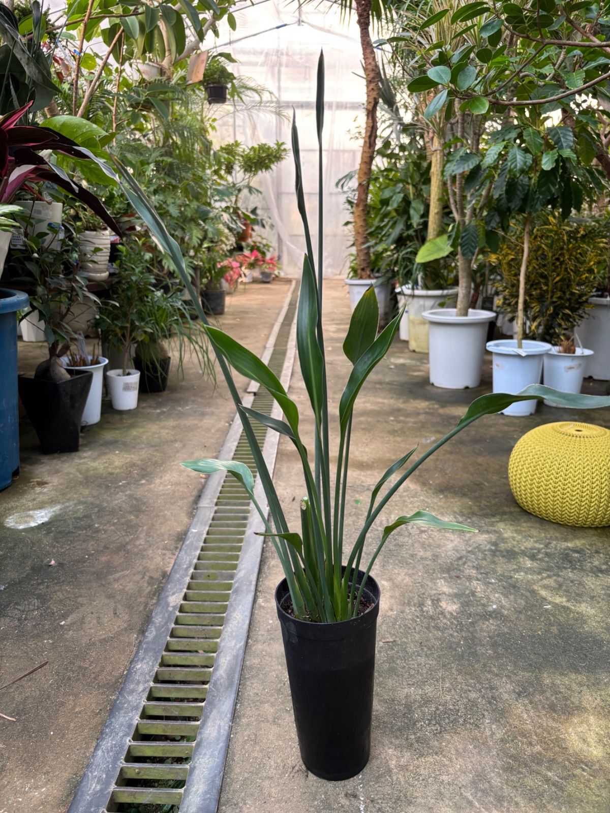 ストレチア ユンケア ノンリーフ 観葉植物 シンプル かっこいい オシャレ リビング インテリア グリーン シンボル ツリー ショップ オフィス カフェ