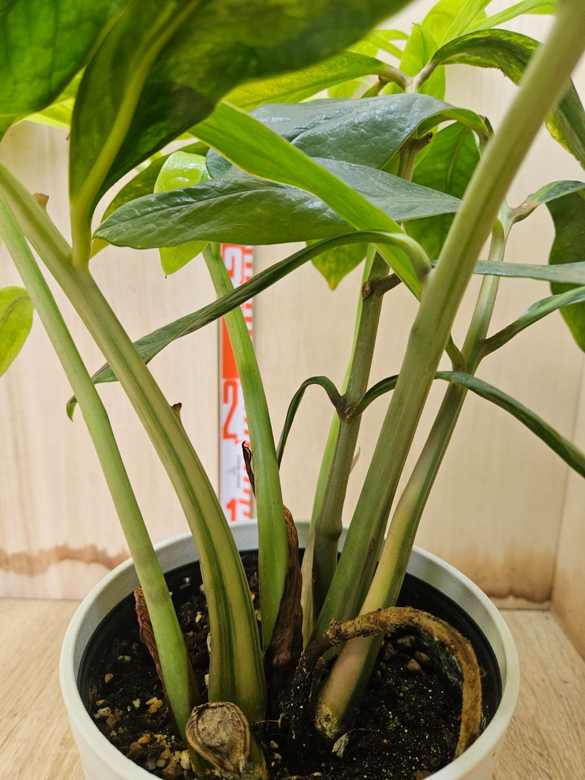 ザミオクルカス ザミフォーリア ザミーフォリア 4号鉢 一点もの