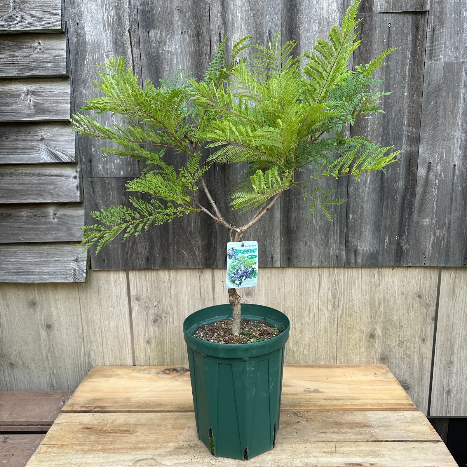 棟方志功筆 光亭なる所より依頼の新年の張り紙 棟方志功の版画