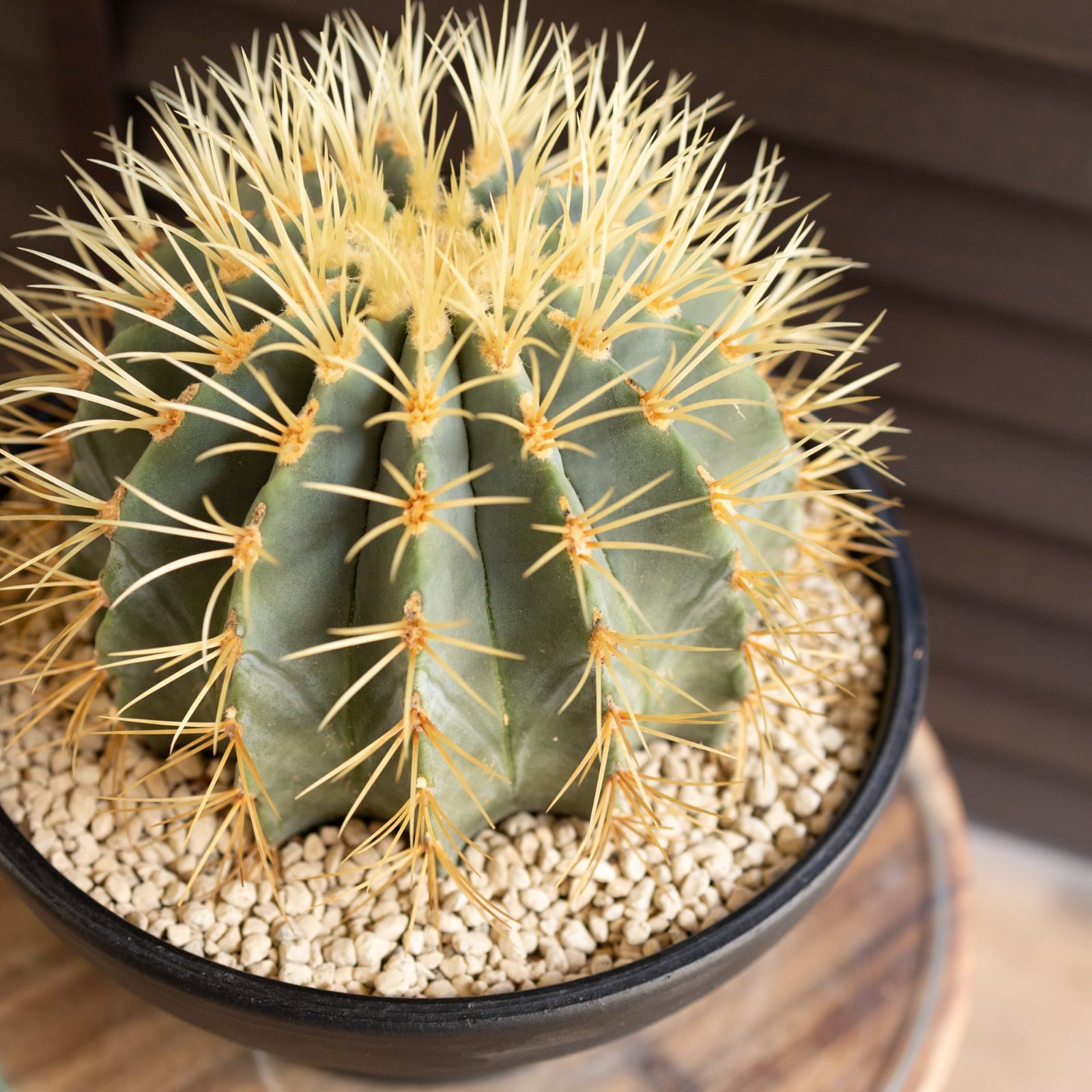 発根済】24cm 王冠竜 フェロカクタス ブルーバレルカクタス サボテン 7
