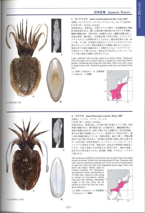 【中古本】新編　世界イカ類図鑑 新編 世界イカ類図鑑 | 奥谷 喬司 |本 | 通販 | Amazon