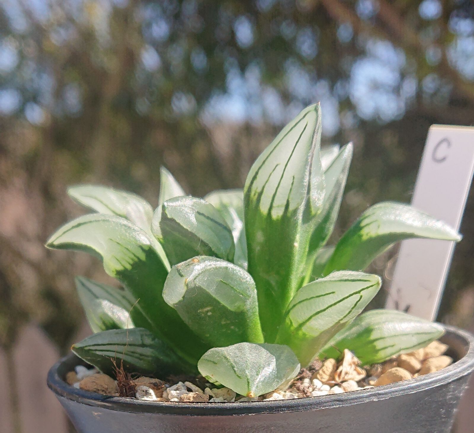 ハオルチア アトロフスカミュータント 多肉植物 C - メルカリ