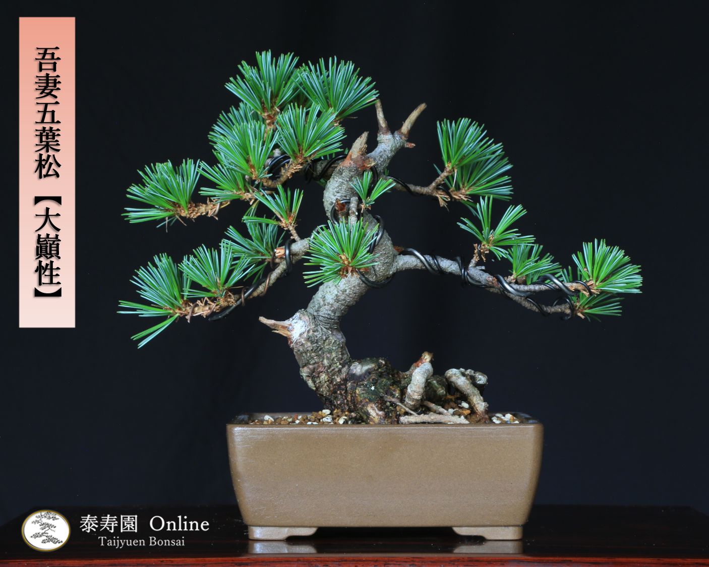 ガーデンファニチャー・家具 通販 - はなどんやアソシエ Y52 盆栽飾り