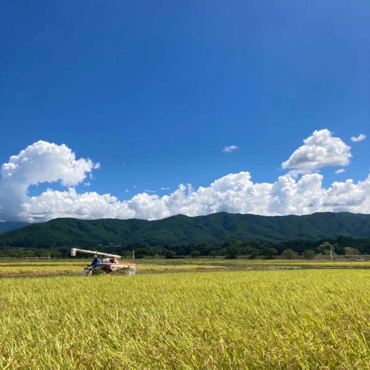 新米 令和6年産 無農薬コシヒカリ10kg 冷めても美味しい 川下り米 玄米