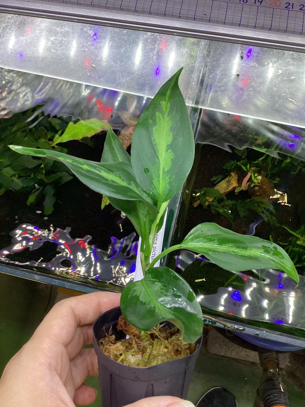 アグラオネマ エウレカ AZ便 細葉タイプ アグラオネマ ピクタム