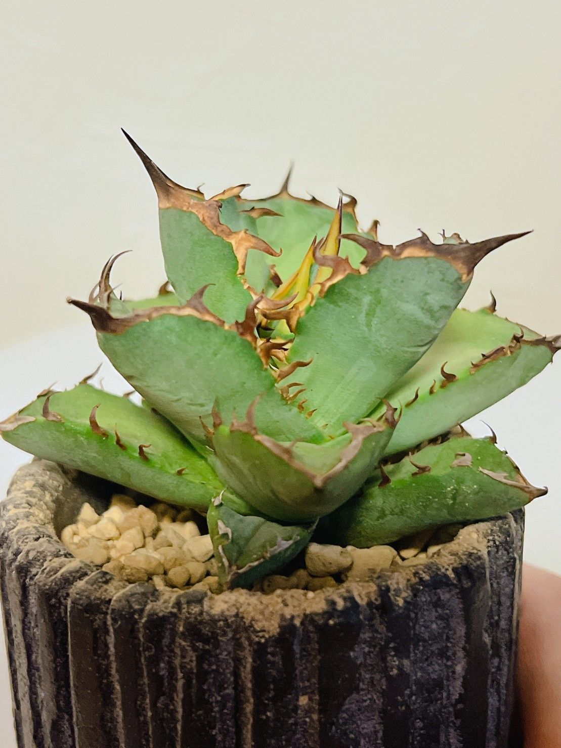 アガベ チタノタ 希少 牛魔王 台湾輸入株 9.5cm 台湾輸入株 - メルカリ