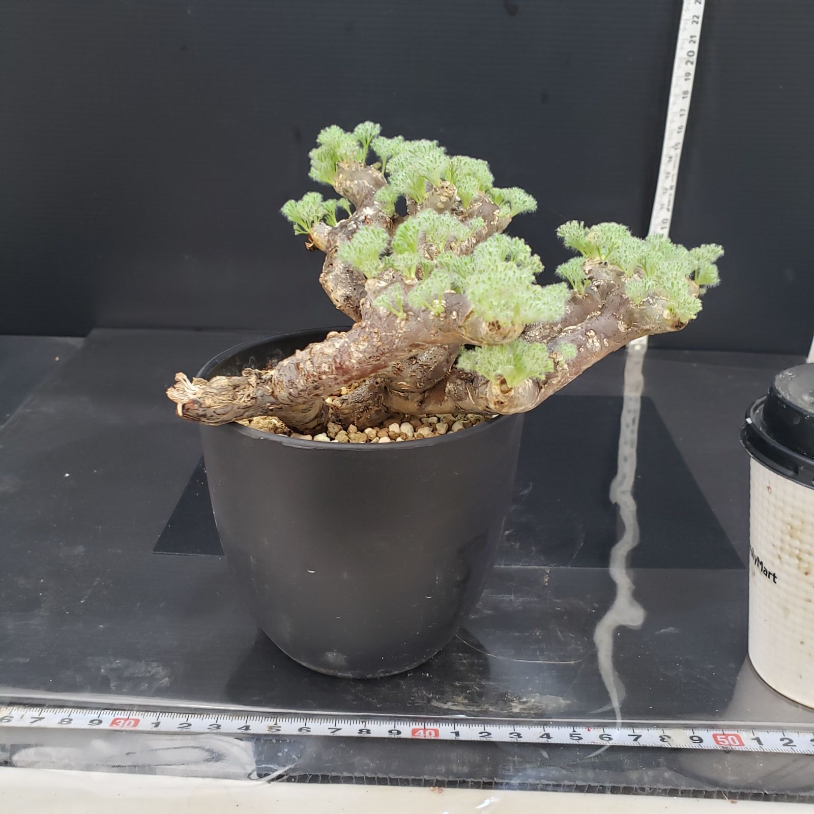 モンソニア　ムルチフィダ　発根済み モンソニアムルチフィダ（Monsonia multifida）-no250004 - bio
