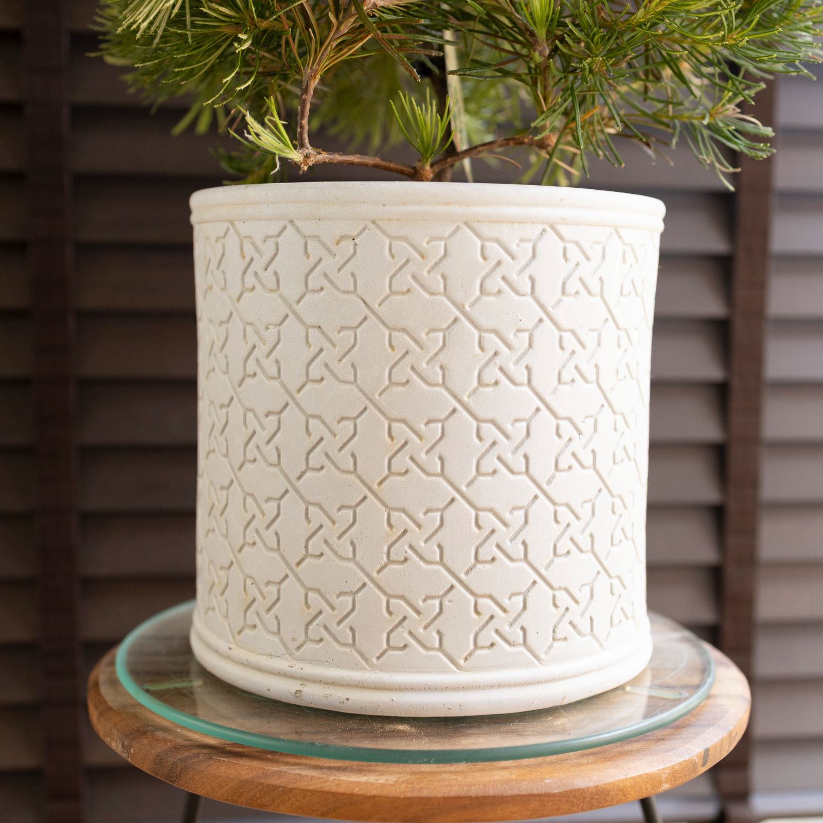 バンクシア バンクシア バースデーキャンドル Banksia birthday