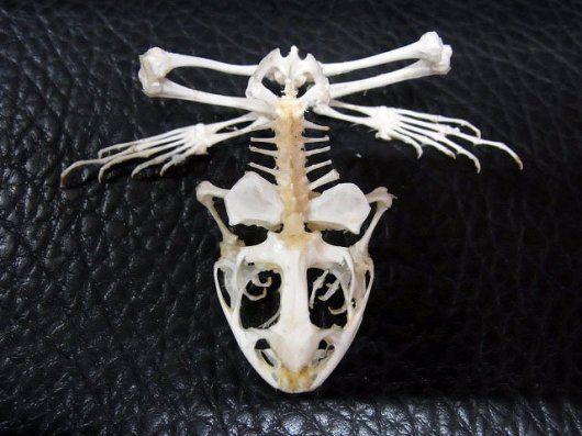 ヌマガエル（Cricket Frog）の骨格標本 ☆即納☆ ヌマガエル（Cricket Frog）の骨格標本 - 頭骨・骨格