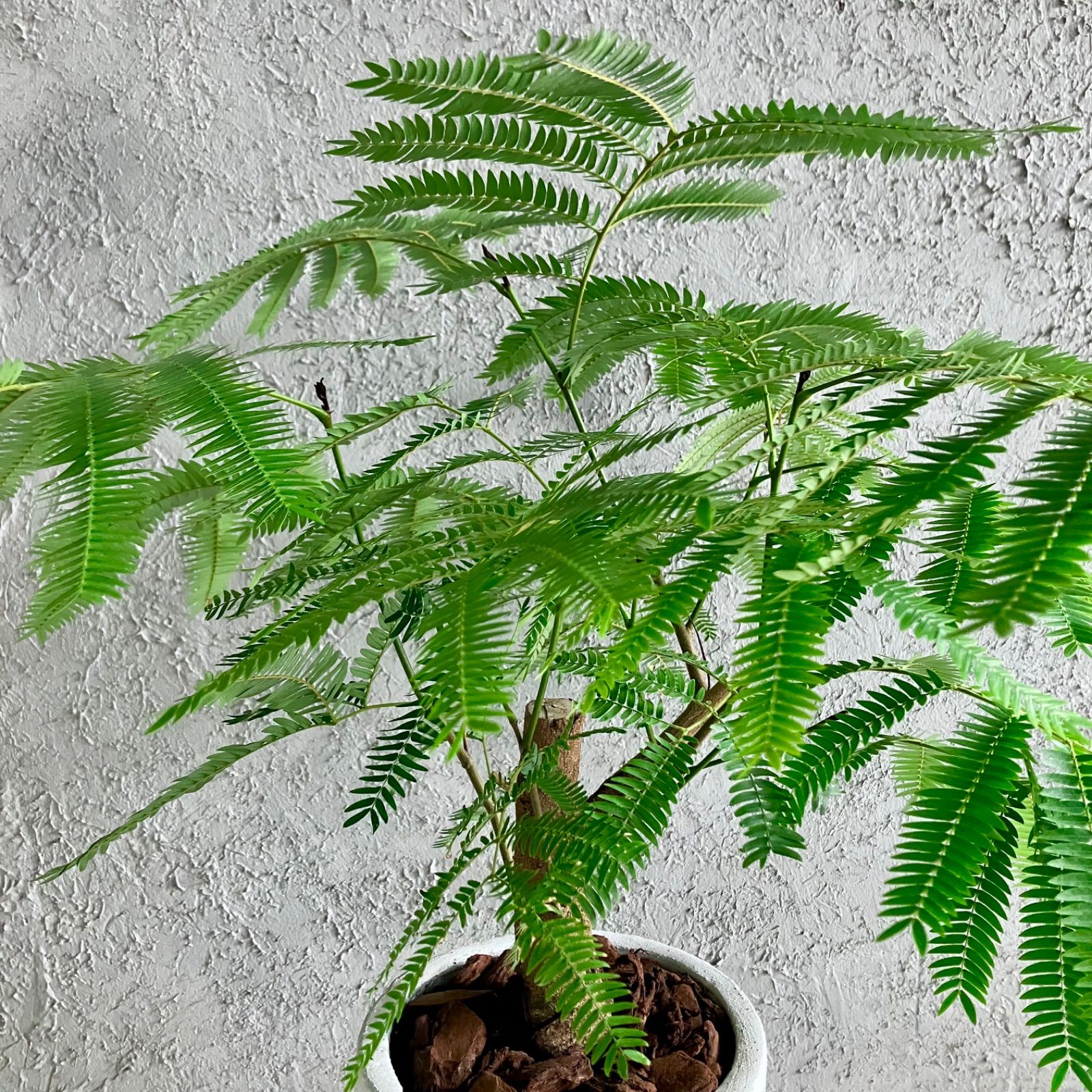 エバーフレッシュ 8号 幹太 美品 1 厳選された植物と鉢】美形 幹太 エバーフレッシュ 8号 テラコッタ性