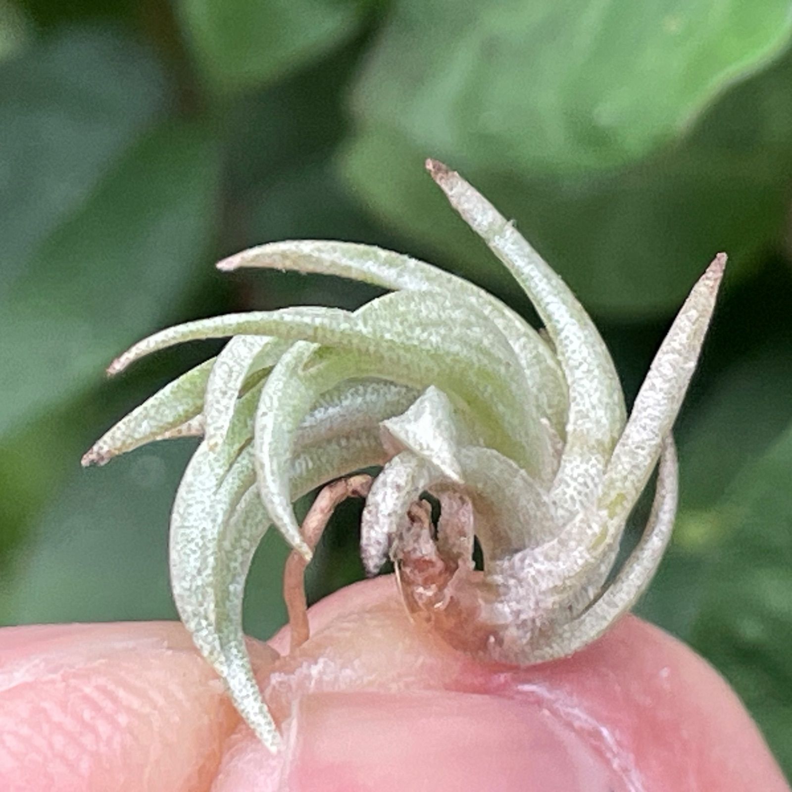 エアープランツ　ペイラノイ チランジア ペイラノイ Tillandsia peiranoi＊エアプランツ