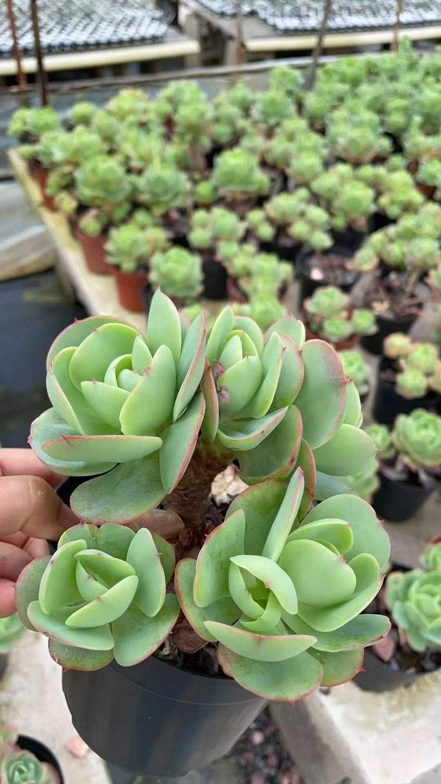 ②多肉植物【アイスラブリーローズ】カット苗 エケベリア アエオニウム