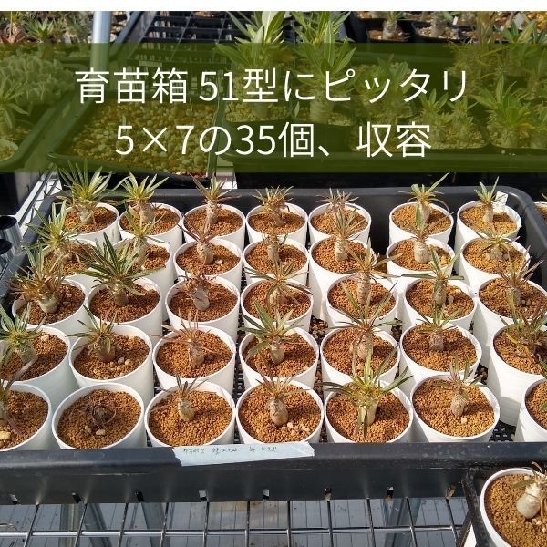 セラアート 植木鉢 2.5号 × 25個 ミニプラスチック鉢 おしゃれ 小さい マット スリット 多肉 塊根植物 ブラック ホワイト