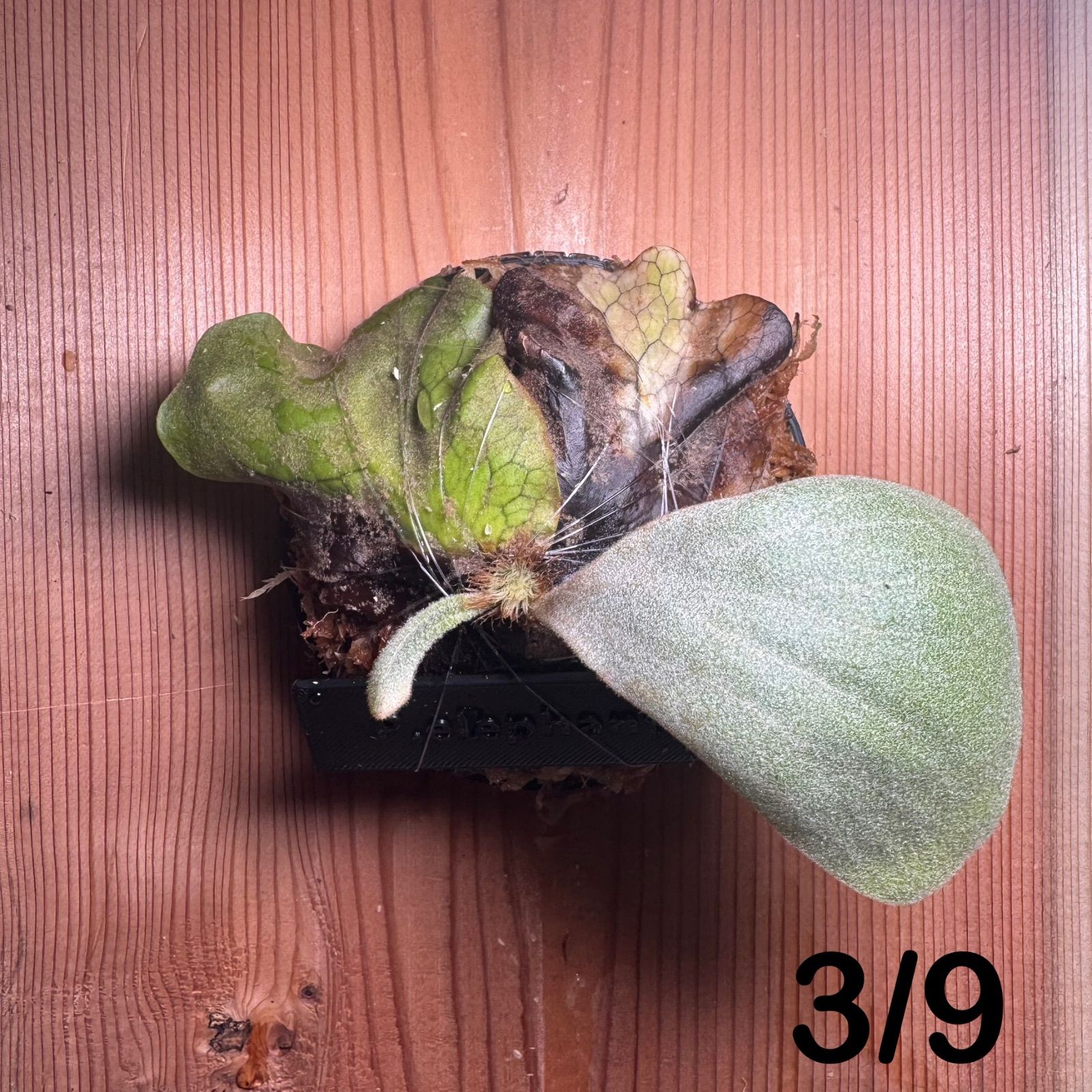 B28 ▽P.willinckii Wild Java▽ ジャワ島産 ウィリンキー