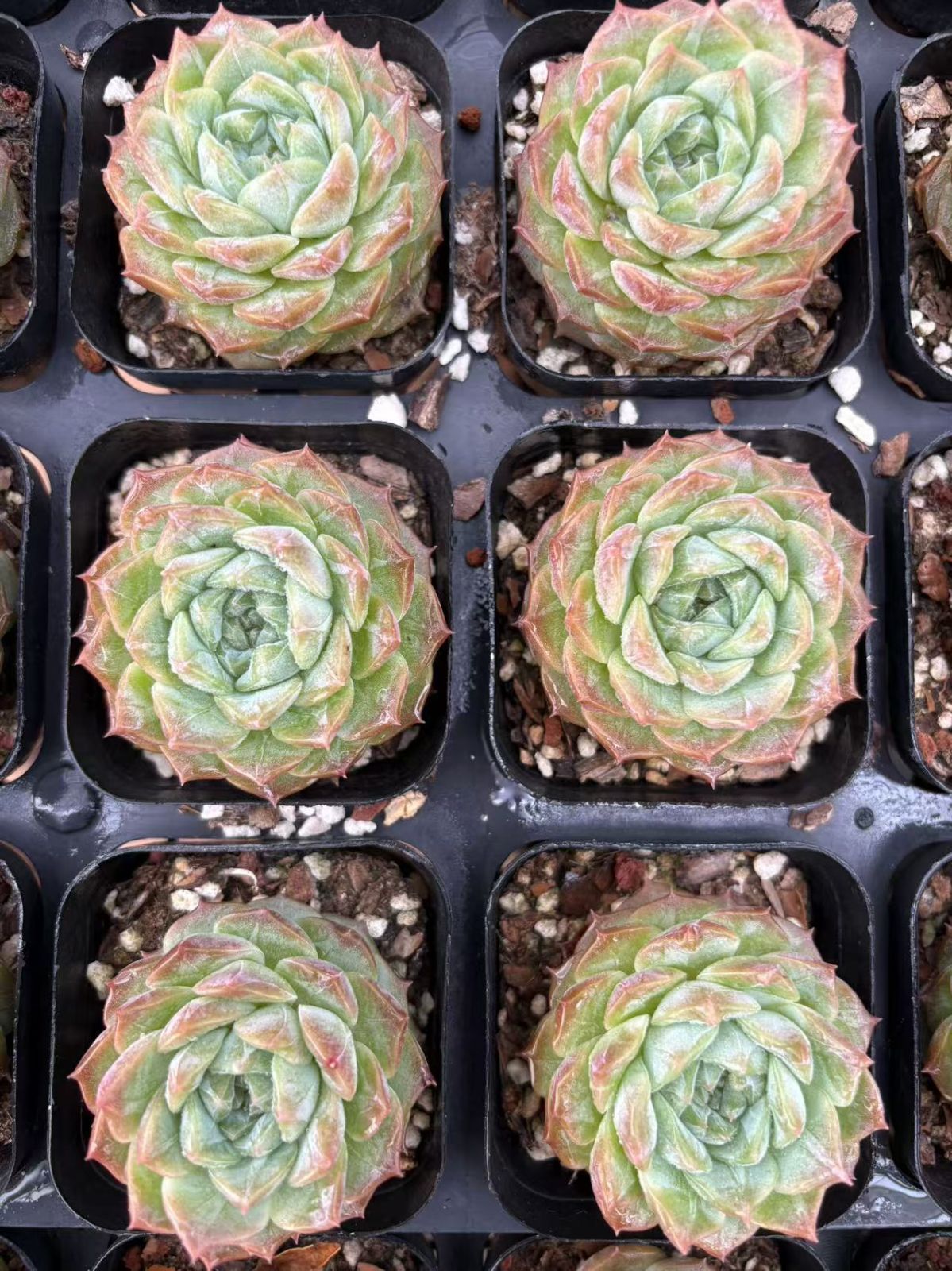 50株の抜き苗セット】ゼリーキャンディ 多肉植物 佐川急便発送