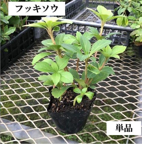 単 品 】フッキソウ/9.0cmポット - メルカリ