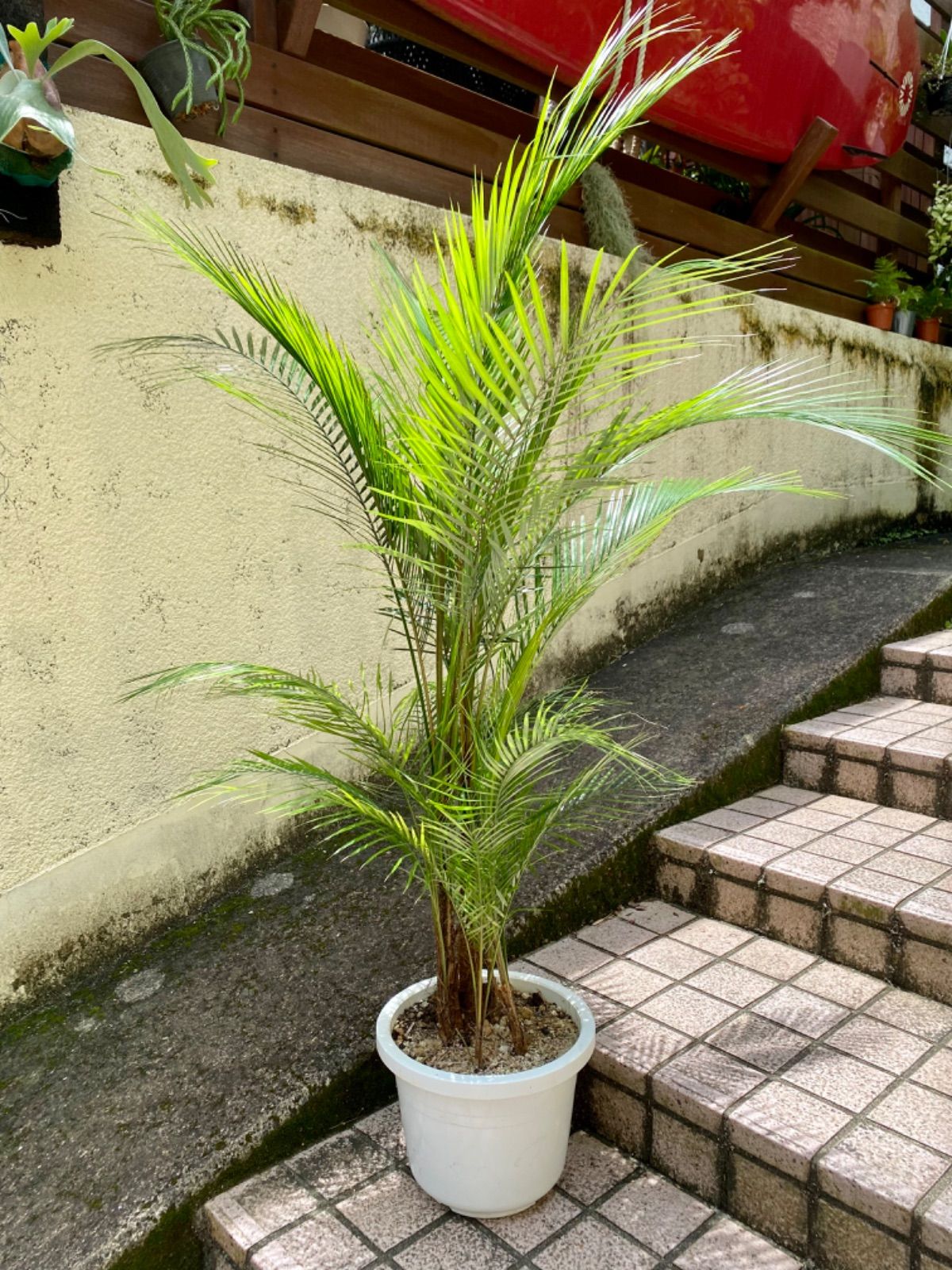 ヒメココスヤシ - 植物/観葉植物