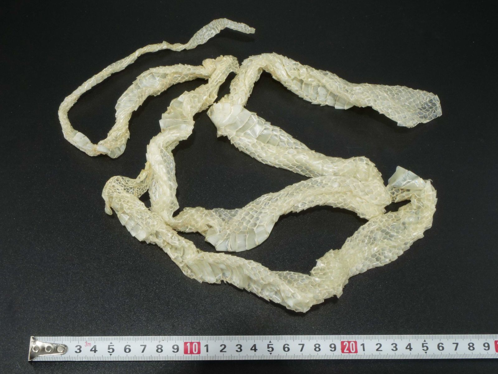 白蛇の抜け殻 開運 縁起物 金運 S14 - メルカリ