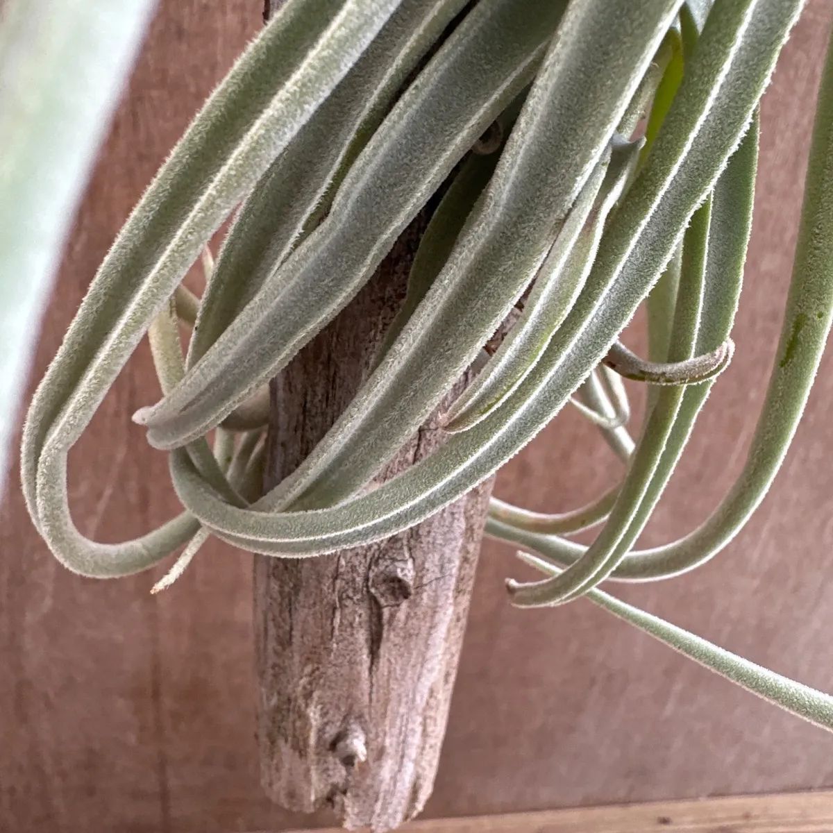 チランジア ドゥラティ 流木付 エアプランツ チランジア・ドゥラティの吊るし方・育て方｜流木に絡ませる方法