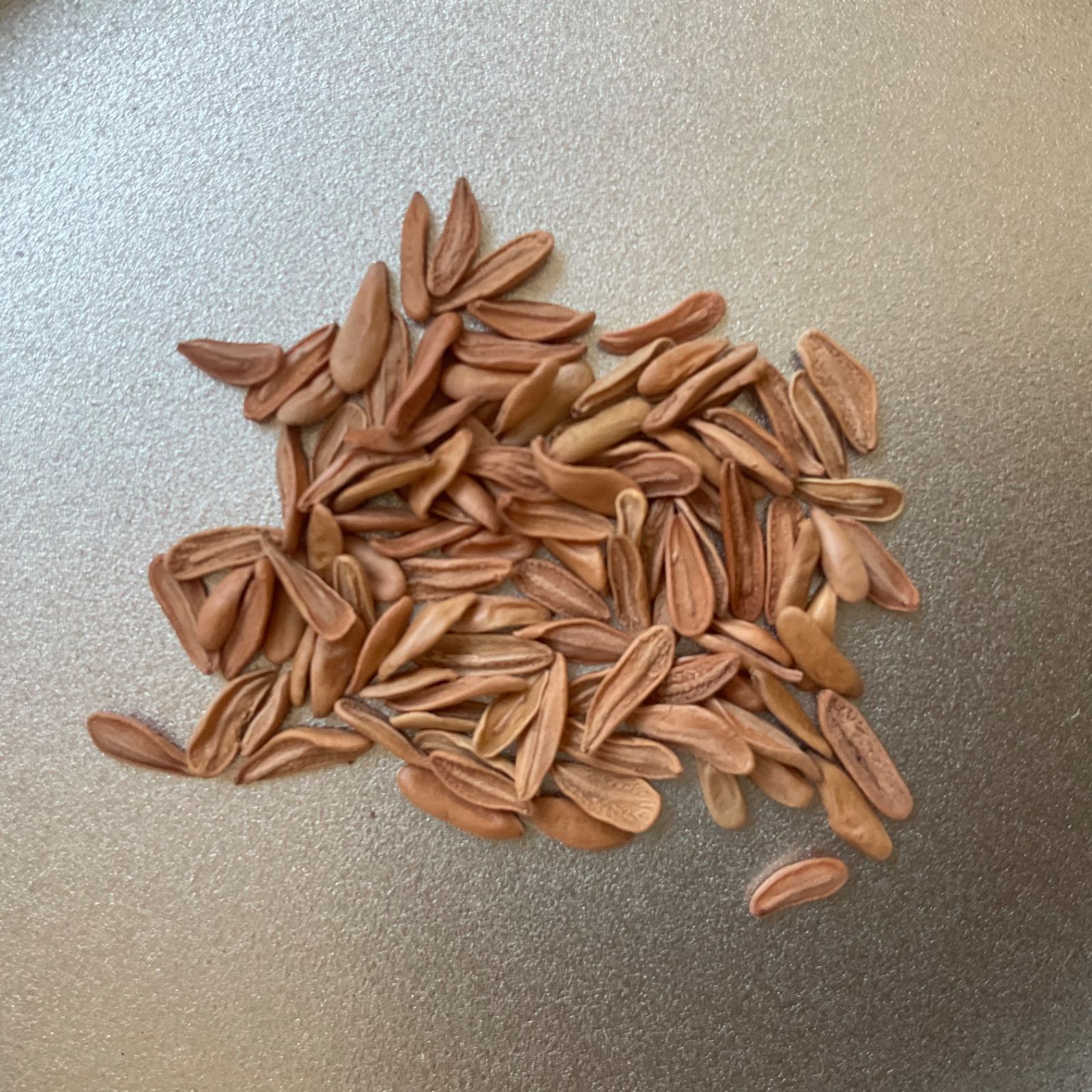 11月入荷 500粒種子 パキポディウム グラキリスPachypodium gracilius 象牙宮 試着の