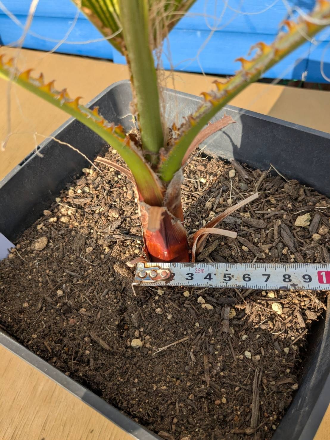 10号鉢】【鉢ごと発送】ワシントンヤシ ワシントニアフィリフェラ 