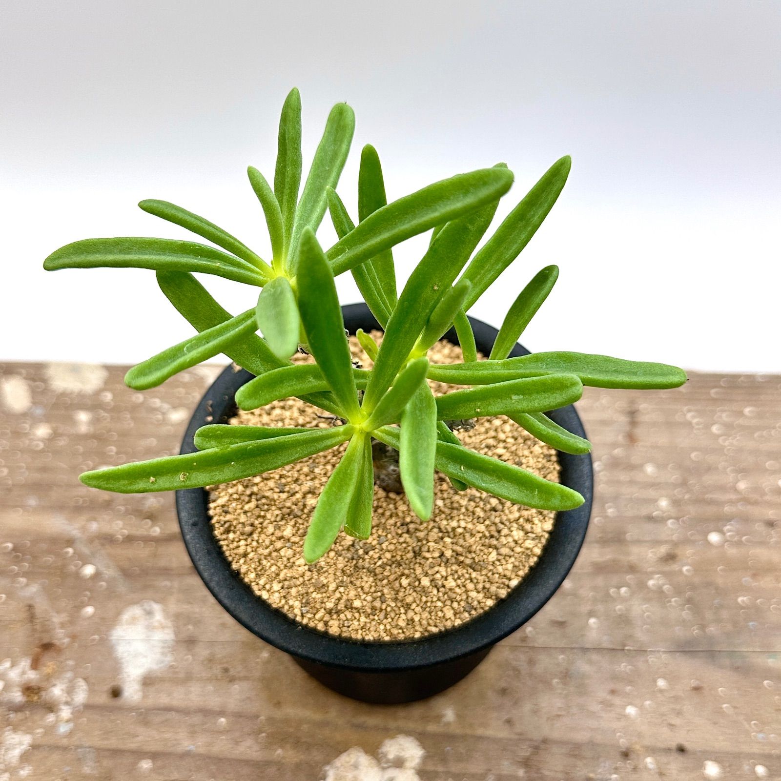 チレコドン ストリアツス 実生 多肉植物 塊根植物 コーデックス - メルカリ